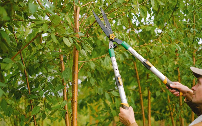 Tree trimming in Dahinda, IL
