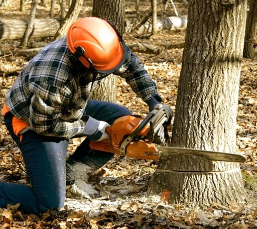 Tree Removal in Dahinda, IL